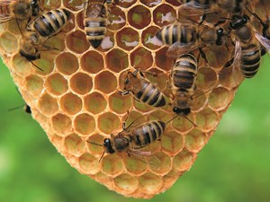 Wspieranie produkcji i zbytu miodu