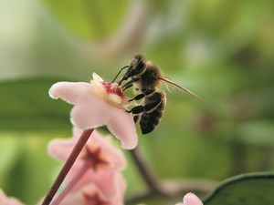 Z jakiej pomocy mogą korzystać pszczelarze po przystąpieniu do Unii Europejskiej?