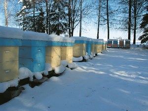 Działania niezbędne do prawidłowego rozwoju pszczelarstwa na Mazowszu