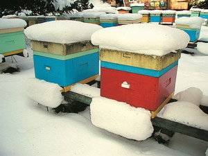 Pasieka w zimie