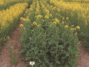 Rośliny genetycznie modyfikowane i pszczoły