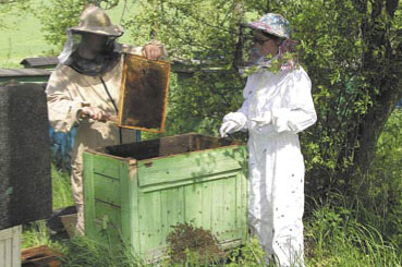Intensywność produkcji pasiecznej a produkcyjność rodzin