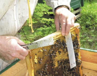 Powszechność i terminowość jako podstawowe warunki skutecznego zwalczania inwazji wampira pszczelego