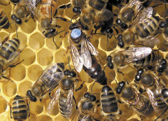 Poddawanie matek sztucznie unasienionych bez sprawdzonego czerwienia - problem wciąż aktualny