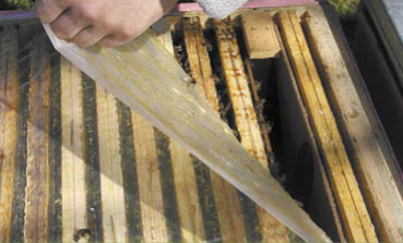 Pszczelarz ekspresowy