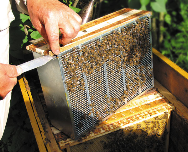 Miód wycieka z pasiek