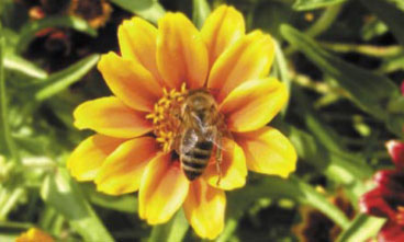 Prace letnie w ulu warszawskim zwykłym. Cz IV