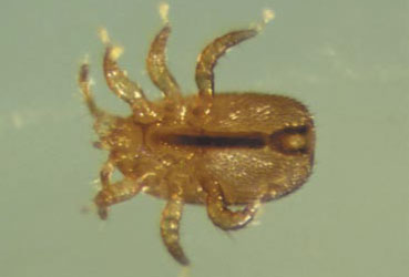 Aktualne wiadomości o biologii i zwalczaniu roztocza (Tropilaelaps Clareare)