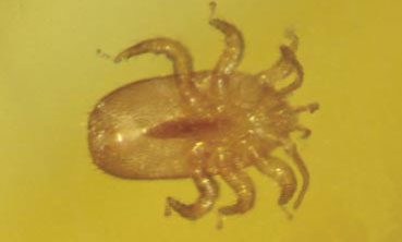 fot. 2. Samiec Tropilaelaps clareae. Brzuszna płytka ostro zakończona nie dotyka do płytki odbytowej