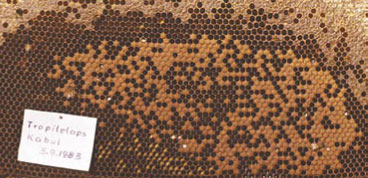 fot. 8. Czerw porażony jesienią przez Tropilaelaps clareae