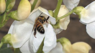 Jaką wartość dla pszczół ma fasola wielokwiatowa (Phaseolu Coccineus L.)