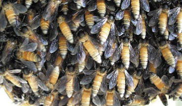 Indyjskie pszczoły olbrzymie