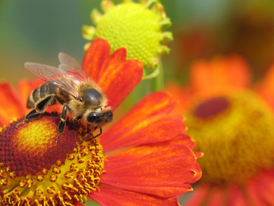 Kończy się lato w pasiece