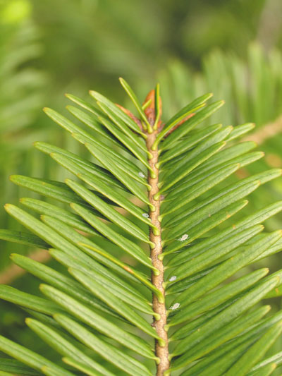 Poważne problemy z pożytkami spadziowymi