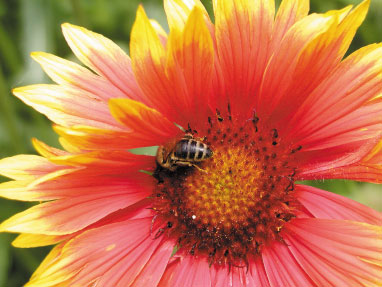 Jesienne prace w ulu warszawskim zwykłym cz. V