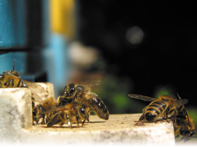 Objawy wskazujące na występowanie chorób pszczół