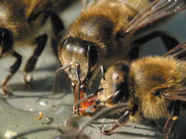 Ostrożnie z podkarmianiem