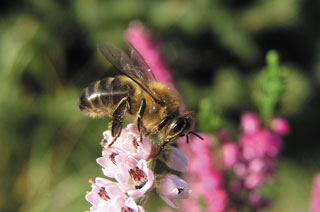 Zimowla w ulach warszawskich zwykłych