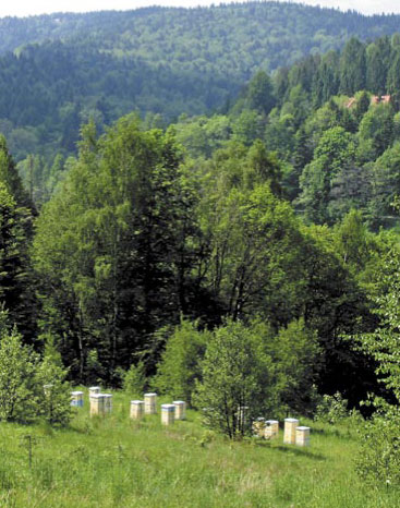 Problemów z pożytkami spadziowymi - ciąg dalszy