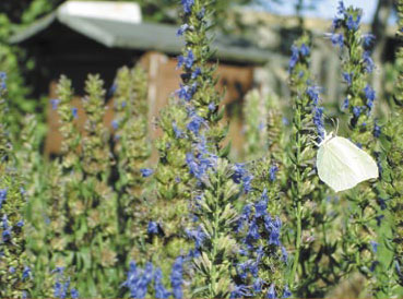 Zioła i ziółka, interesujące pożytki - część I