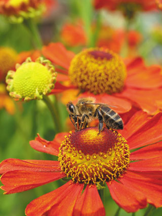 Poprawa pożytków pszczelich