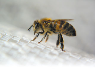 Jaka jestem? O anatomii, fizjologii i psychice pszczół miodnych