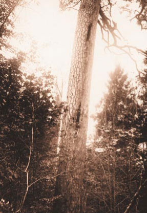 O jedną sosnę bartną mniej