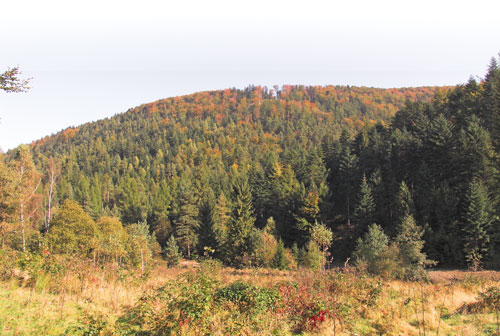 Spadź także dla pszczelarzy z terenów niespadziowych