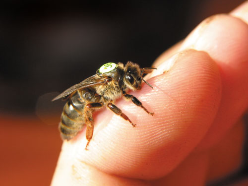 Hodowla pszczół, czy tylko dla wybranych?