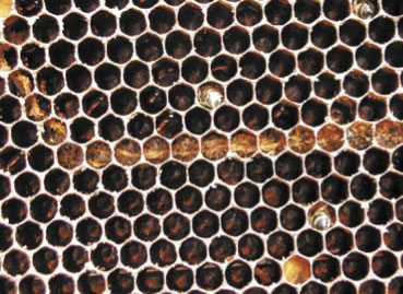 Szkodniki wosku. Biologia barciaków