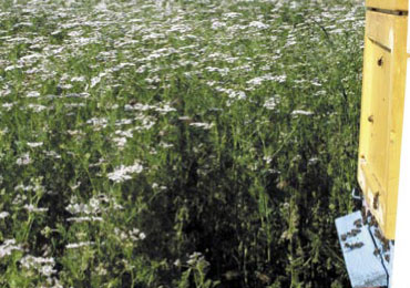 Zioła i ziółka, interesujące pożytki letnie. Cz. II