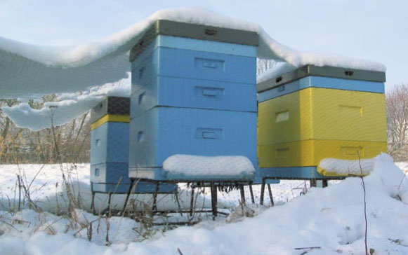 Dobre zimowanie. O czym początkujący pszczelarz powinien pamiętać zimą?