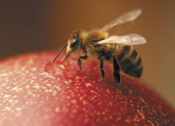pszczoła na jabłku