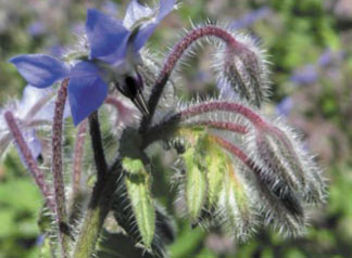 Zioła jako rośliny miododajne
