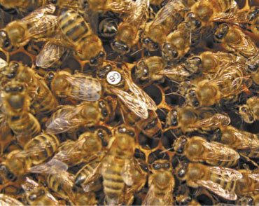 Wiosenne podgrzewanie rodzin pszczelich