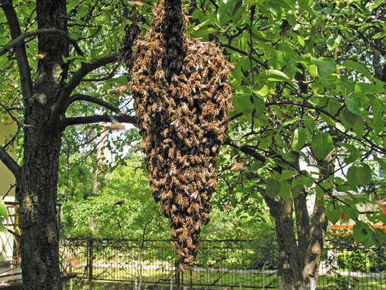 Siódma plaga pszczelarska - czyli jak zapobiegać nastrojowi rojowemu w pasiece. Cz. I
