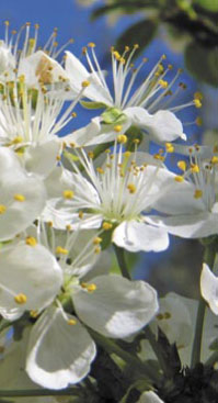 Skuteczne wykorzystanie pożytków