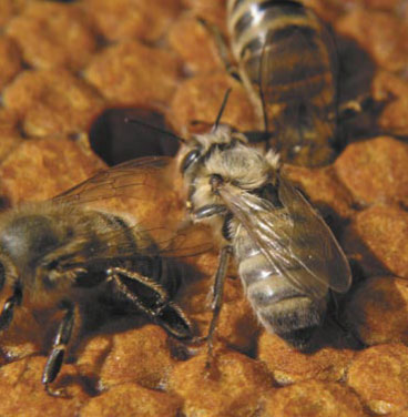 Postępowanie z rodzinami pszczelimi w świetle aktualniej sytuacji zdrowotnej pszczół