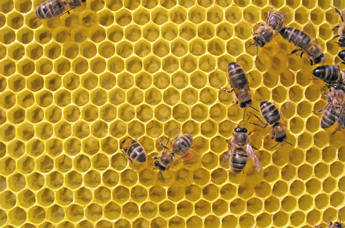 Jakość wosku i węzy