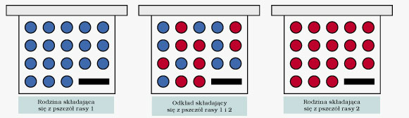 Współdziałanie pszczół w rodzinie
