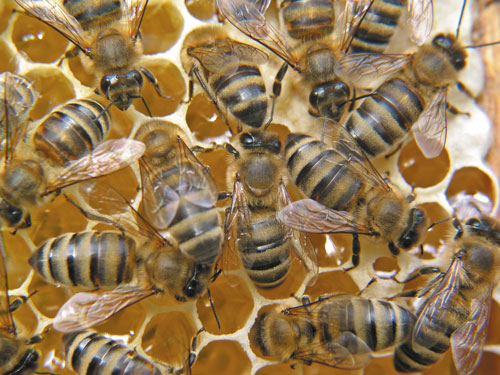 Skład rodziny pszczelej a jej zdolności produkcyjne