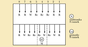 Rok pszczelarski w zapisie cyfrowo-literowym. Cz. III