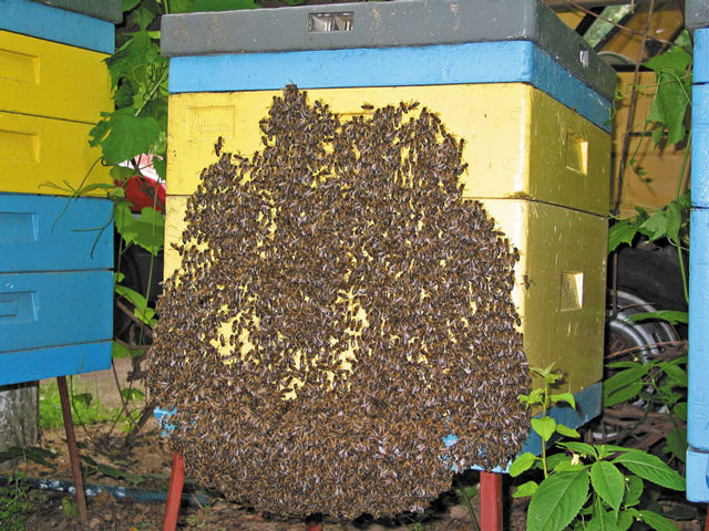 Siódma plaga pszczelarska - czyli jak zapobiegać nastrojowi rojowemu w pasiece. Cz. II