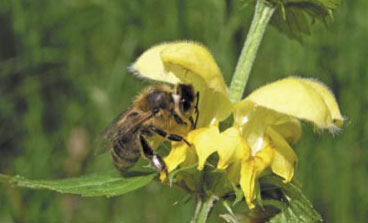 Warroza - horroru ciąg dalszy