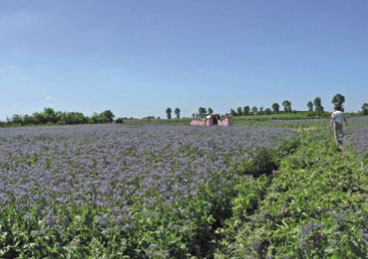 Ogórecznik - znaczenie, właściwości, zastosowanie