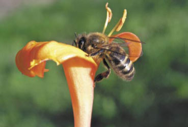 Dwa pokolenia pszczół - pszczoły letnie i zimowe