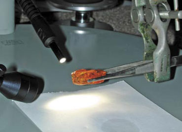 Pszczoły przed milionami lat - skamieniałości w bursztynie