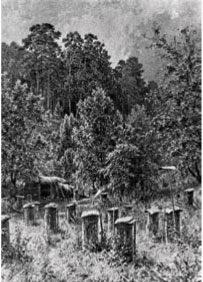 Pszczelarstwo na ziemiach rzeczypospolitej w połowie XIX wieku