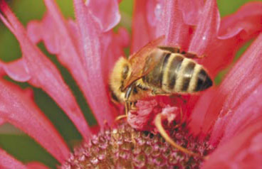 Rok pszczelarski w zapisie. cz. IV