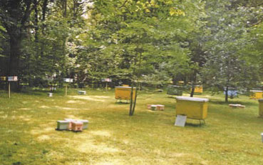 Zagospodarowanie Matek Pszczelich